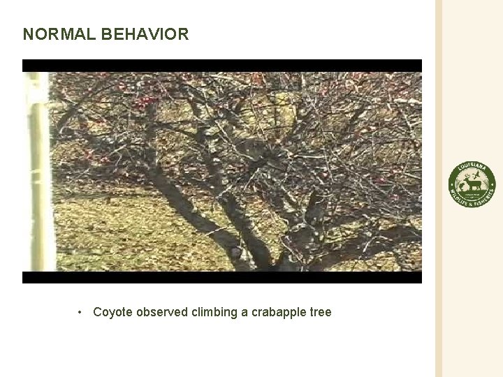 NORMAL BEHAVIOR • Coyote observed climbing a crabapple tree 