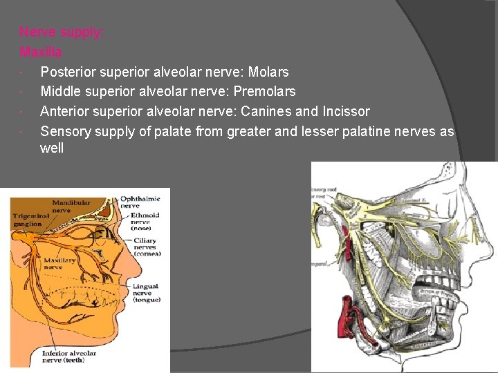 Nerve supply: Maxilla Posterior superior alveolar nerve: Molars Middle superior alveolar nerve: Premolars Anterior