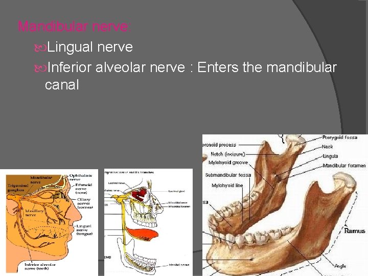 Mandibular nerve: Lingual nerve Inferior alveolar nerve : Enters the mandibular canal 16 