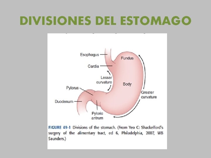 DIVISIONES DEL ESTOMAGO 