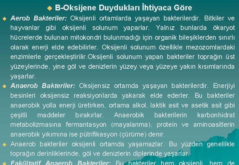 u u B-Oksijene Duydukları İhtiyaca Göre Aerob Bakteriler: Oksijenli ortamlarda yaşayan bakterilerdir. Bitkiler ve