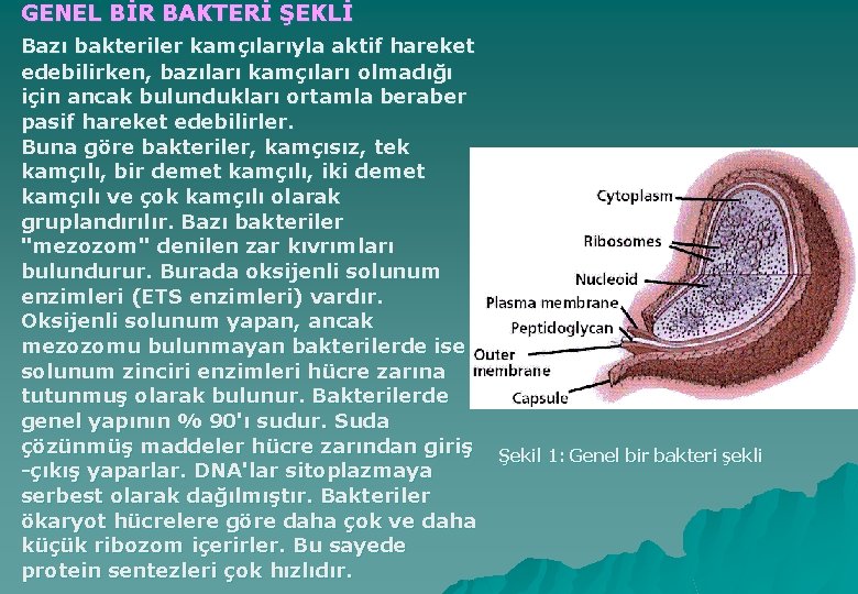 GENEL BİR BAKTERİ ŞEKLİ Bazı bakteriler kamçılarıyla aktif hareket edebilirken, bazıları kamçıları olmadığı için