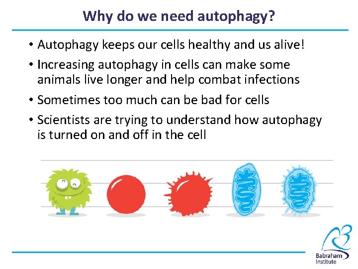 Why do we need autophagy? • Autophagy keeps our cells healthy and us alive!