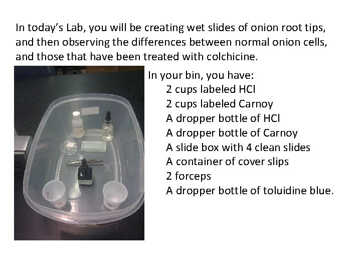 In today’s Lab, you will be creating wet slides of onion root tips, and