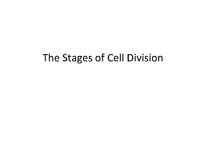 The Stages of Cell Division 