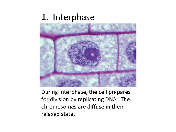 1. Interphase During Interphase, the cell prepares for division by replicating DNA. The chromosomes