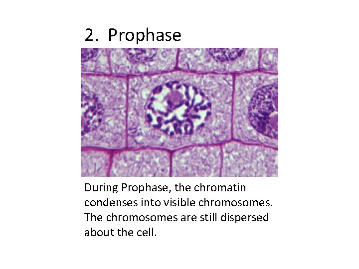 2. Prophase During Prophase, the chromatin condenses into visible chromosomes. The chromosomes are still