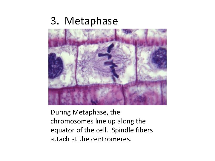 3. Metaphase During Metaphase, the chromosomes line up along the equator of the cell.