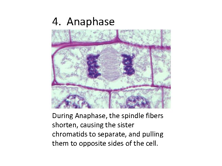 4. Anaphase During Anaphase, the spindle fibers shorten, causing the sister chromatids to separate,