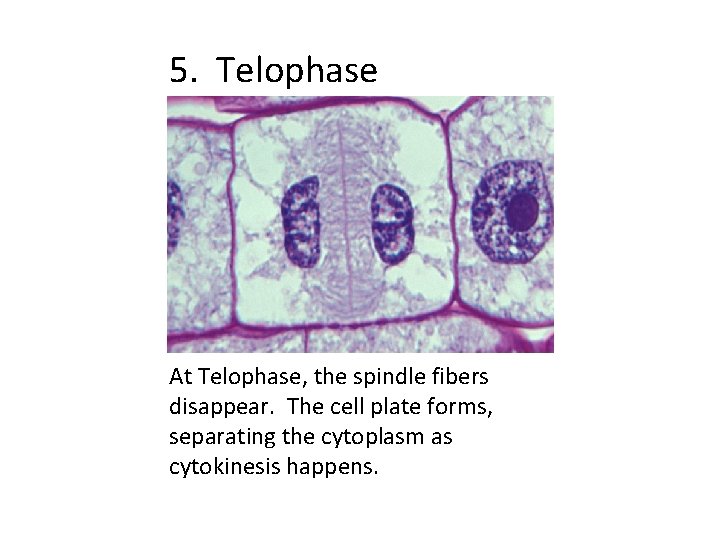 5. Telophase At Telophase, the spindle fibers disappear. The cell plate forms, separating the