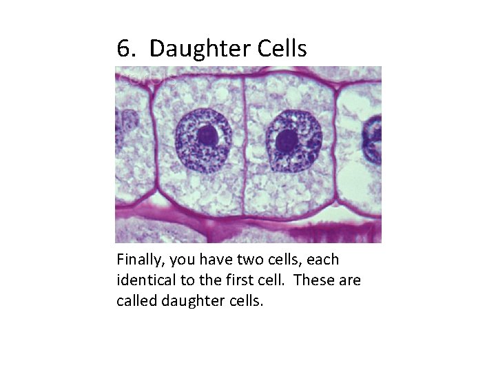 6. Daughter Cells Finally, you have two cells, each identical to the first cell.