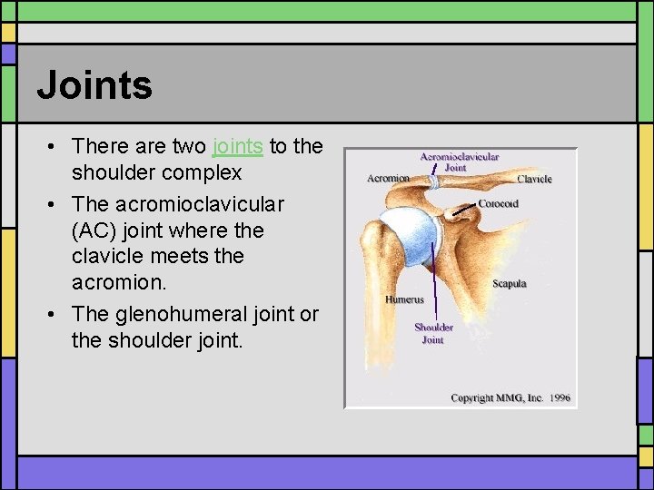 Joints • There are two joints to the shoulder complex • The acromioclavicular (AC)
