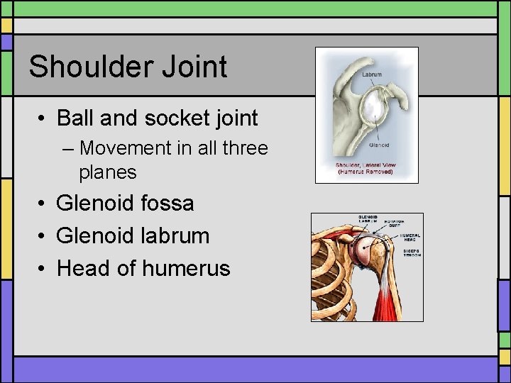 Shoulder Joint • Ball and socket joint – Movement in all three planes •