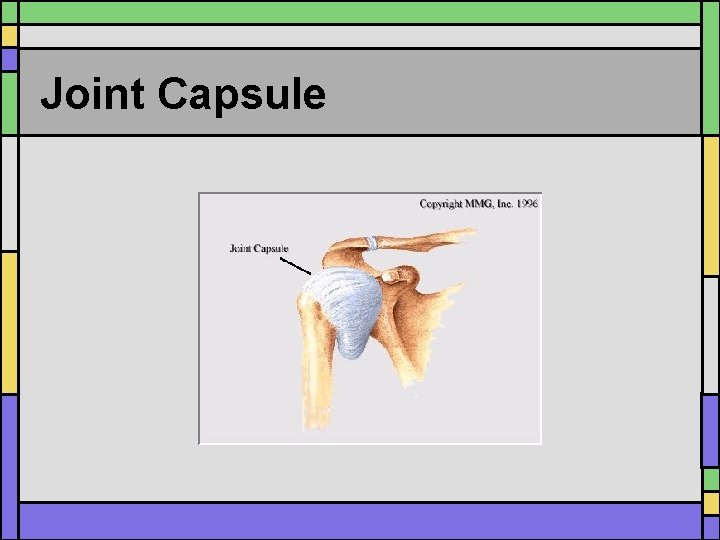 Joint Capsule 