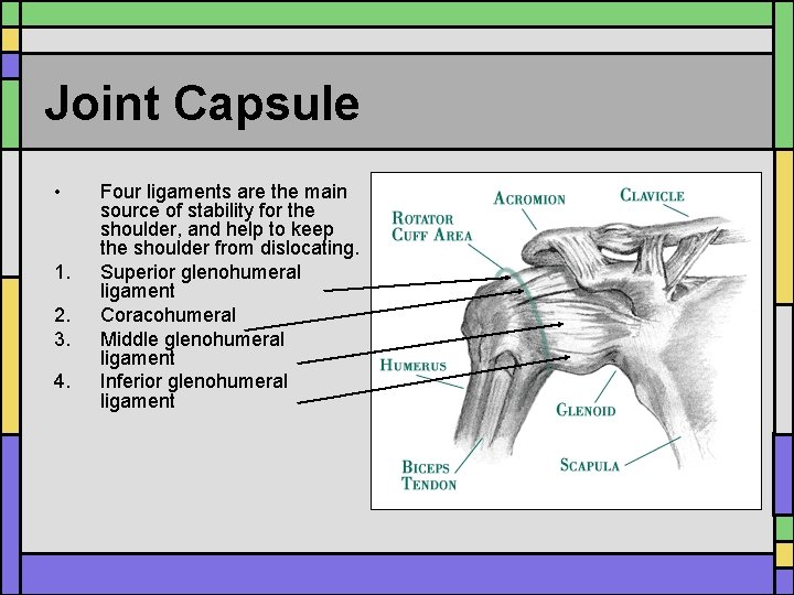 Joint Capsule • 1. 2. 3. 4. Four ligaments are the main source of