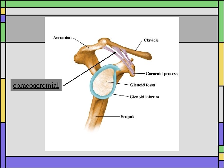 coracoacromial 