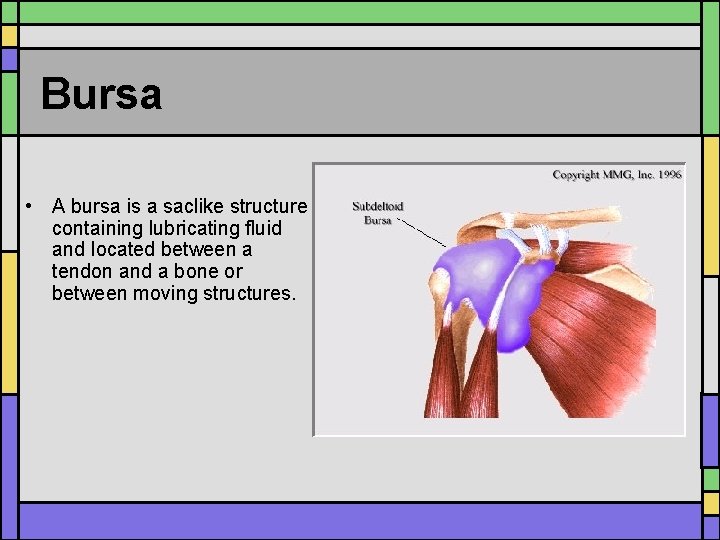 Bursa • A bursa is a saclike structure containing lubricating fluid and located between