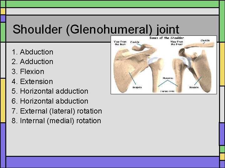 Shoulder (Glenohumeral) joint 1. Abduction 2. Adduction 3. Flexion 4. Extension 5. Horizontal adduction