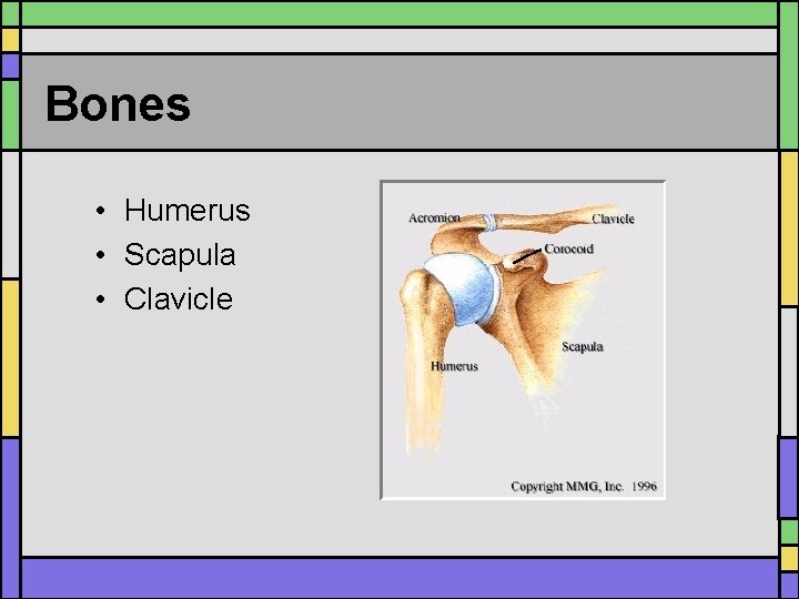 Bones • Humerus • Scapula • Clavicle 