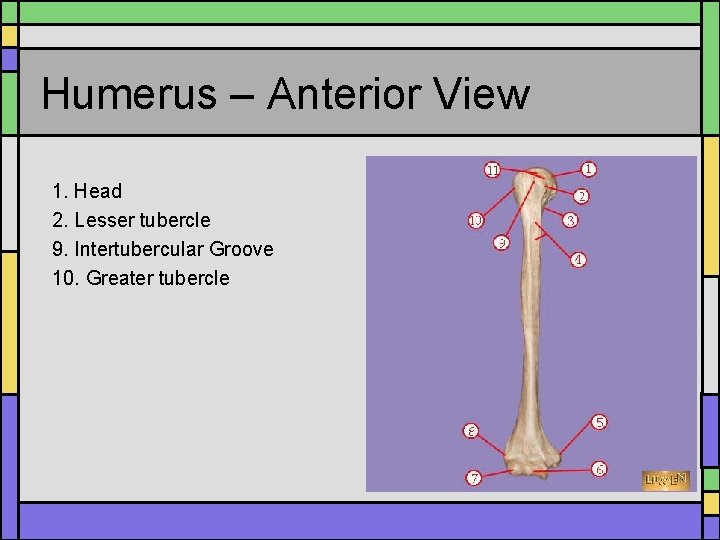 Humerus – Anterior View 1. Head 2. Lesser tubercle 9. Intertubercular Groove 10. Greater