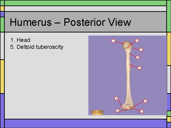 Humerus – Posterior View 1. Head 5. Deltoid tuberoscity 