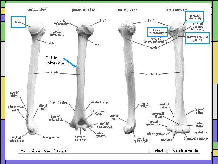 Deltoid Tuberoscity 