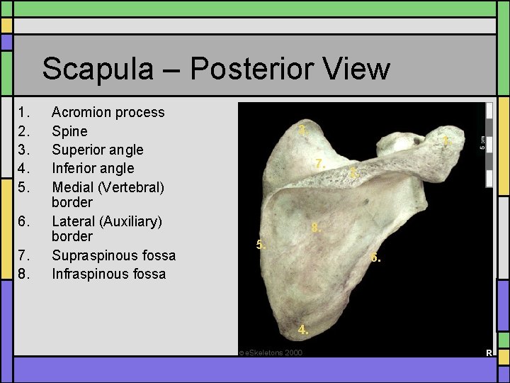 Scapula – Posterior View 1. 2. 3. 4. 5. 6. 7. 8. Acromion process