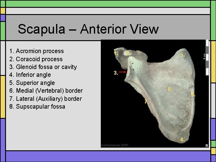 Scapula – Anterior View 1. Acromion process 2. Coracoid process 3. Glenoid fossa or