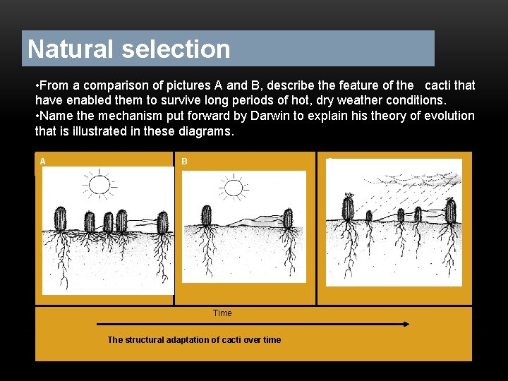 Natural selection • From a comparison of pictures A and B, describe the feature