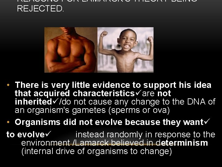 REASONS FOR LAMARCK'S THEORY BEING REJECTED. • There is very little evidence to support