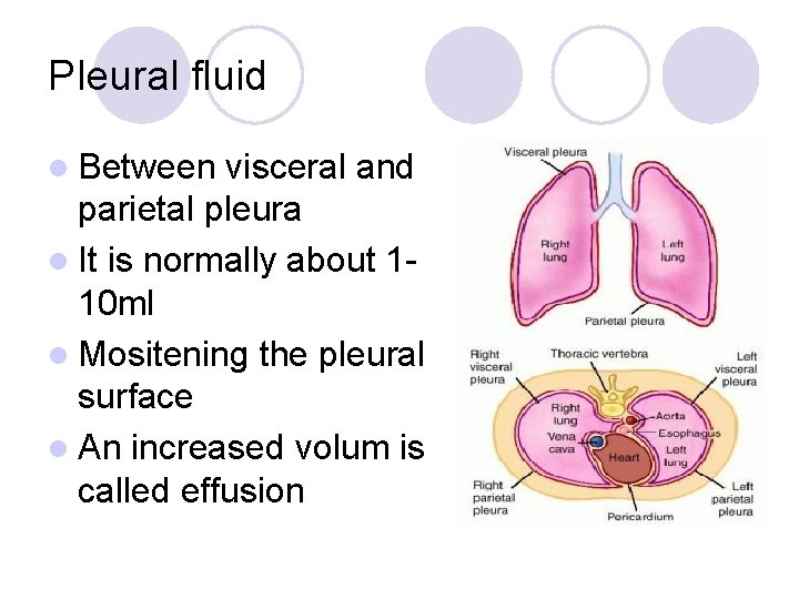 Pleural fluid l Between visceral and parietal pleura l It is normally about 110