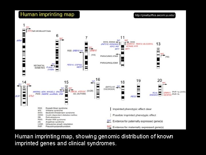 Human imprinting map, showing genomic distribution of known imprinted genes and clinical syndromes. 