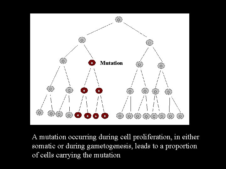 Mutation A mutation occurring during cell proliferation, in either somatic or during gametogenesis, leads