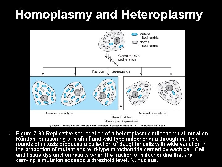 Homoplasmy and Heteroplasmy Ø Figure 7 -33 Replicative segregation of a heteroplasmic mitochondrial mutation.