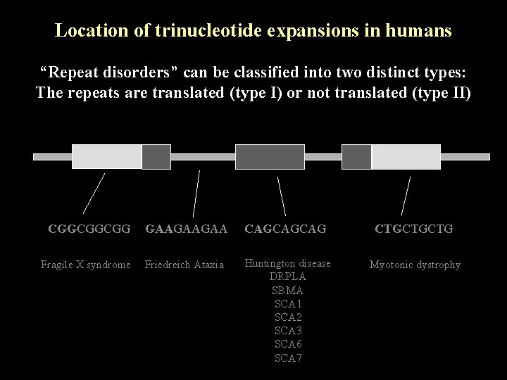 Location of trinucleotide expansions in humans “Repeat disorders” can be classified into two distinct