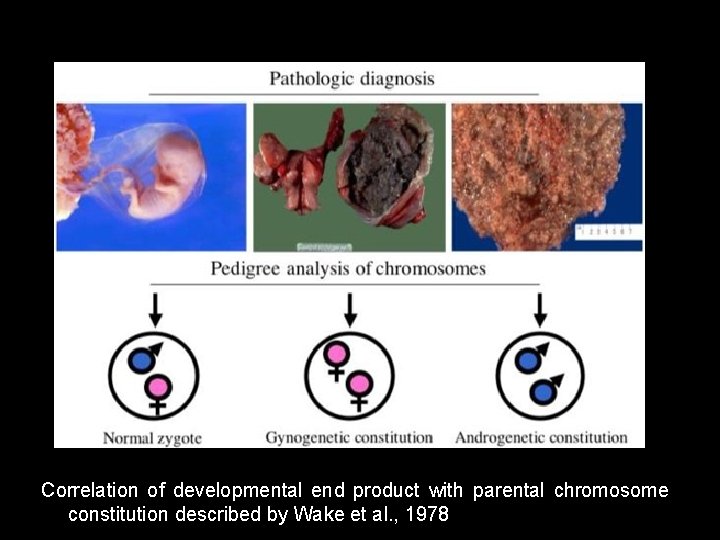 Correlation of developmental end product with parental chromosome constitution described by Wake et al.