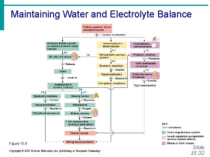 Maintaining Water and Electrolyte Balance Figure 15. 9 Copyright © 2003 Pearson Education, Inc.