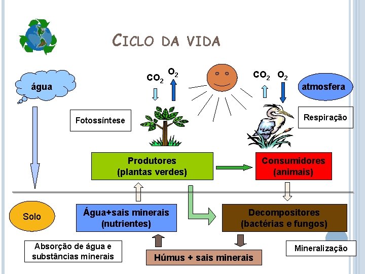 CICLO DA VIDA CO 2 água O 2 CO 2 atmosfera Respiração Fotossíntese Produtores