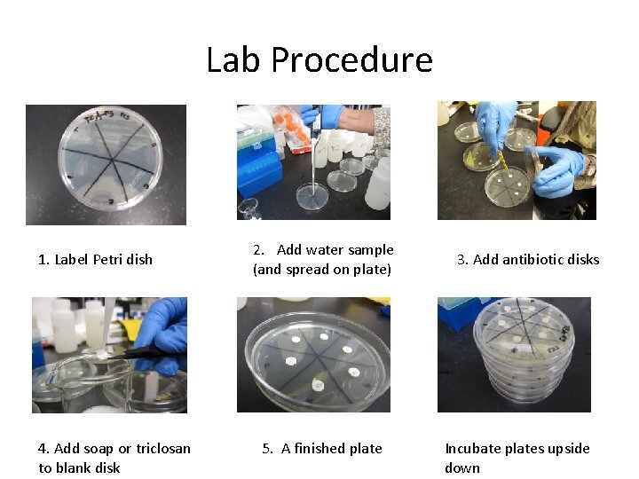 Lab Procedure 1. Label Petri dish 4. Add soap or triclosan to blank disk