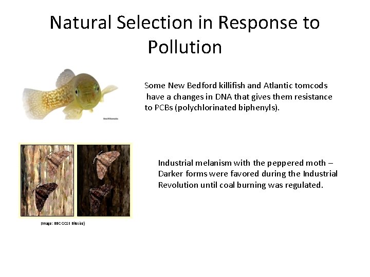 Natural Selection in Response to Pollution Some New Bedford killifish and Atlantic tomcods have