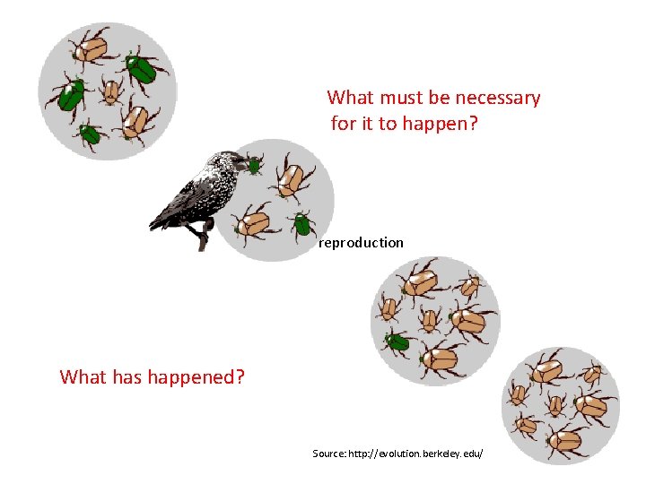 What must be necessary for it to happen? Differential reproduction What has happened? Source: