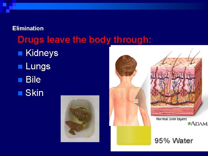 Elimination Drugs leave the body through: n Kidneys n Lungs n Bile n Skin