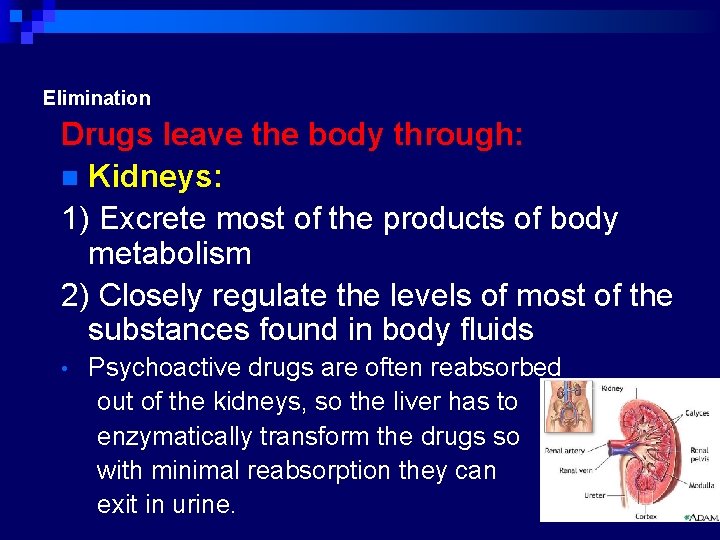 Elimination Drugs leave the body through: n Kidneys: 1) Excrete most of the products