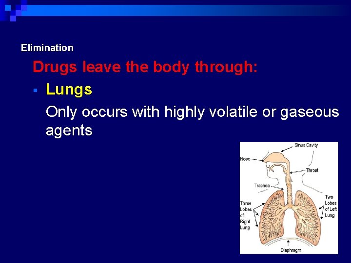 Elimination Drugs leave the body through: Lungs Only occurs with highly volatile or gaseous