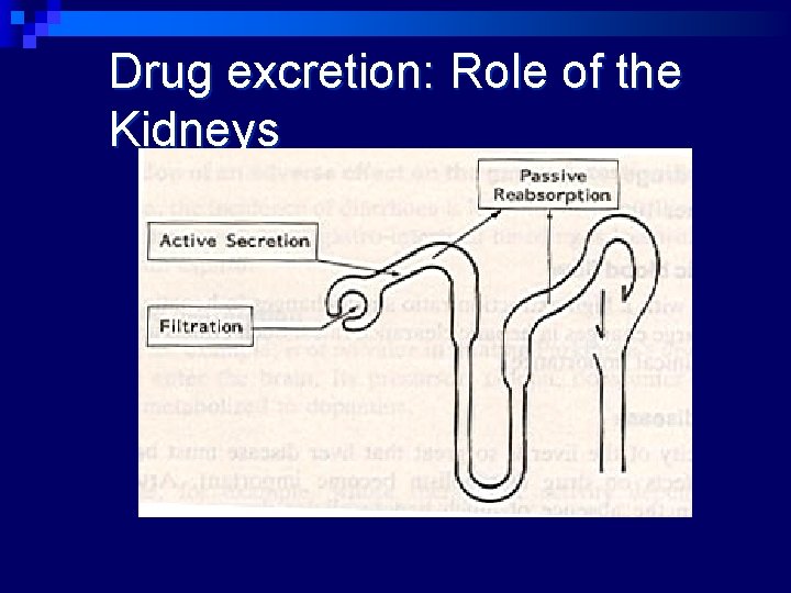 Drug excretion: Role of the Kidneys 