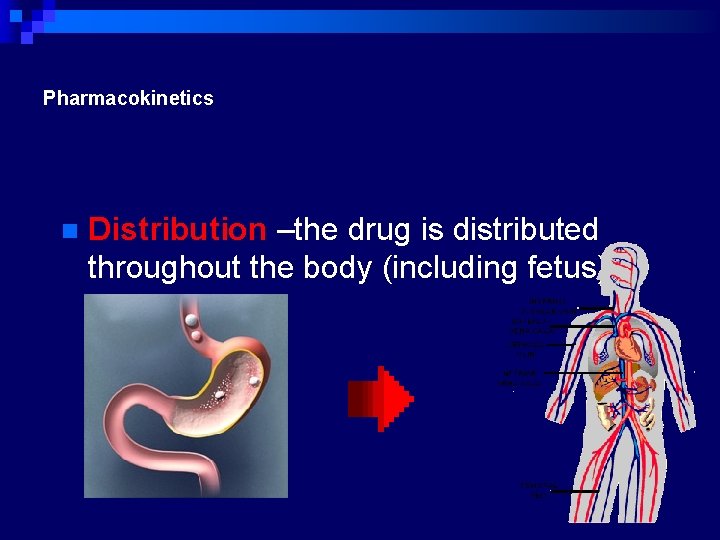 Pharmacokinetics n Distribution –the drug is distributed throughout the body (including fetus) 