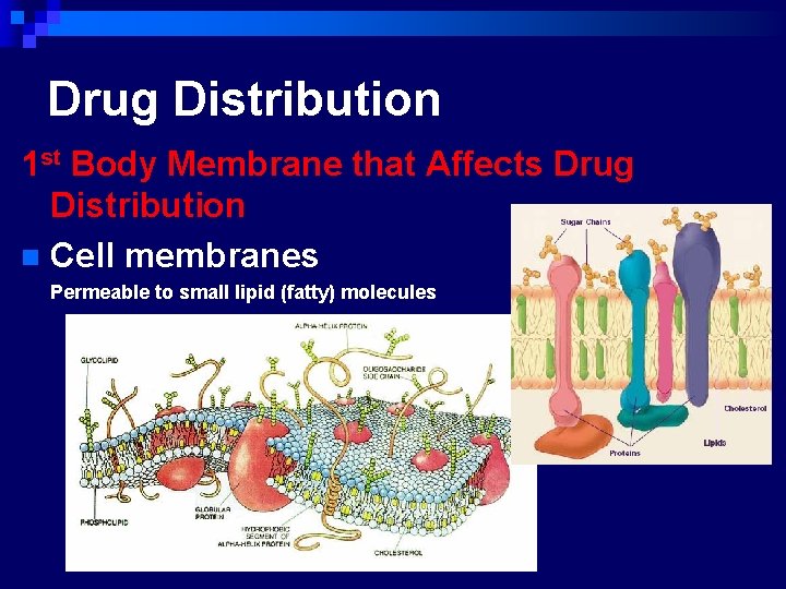 Drug Distribution 1 st Body Membrane that Affects Drug Distribution n Cell membranes Permeable