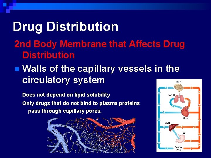 Drug Distribution 2 nd Body Membrane that Affects Drug Distribution n Walls of the