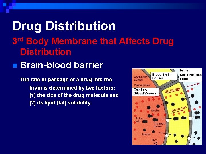 Drug Distribution 3 rd Body Membrane that Affects Drug Distribution n Brain-blood barrier The