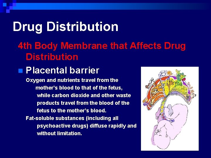 Drug Distribution 4 th Body Membrane that Affects Drug Distribution n Placental barrier Oxygen